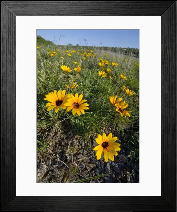Framed Print : Common Gazania - flowering on road verge. Flowers can be eaten raw. Plant has medicinal qualities. Occurs in stony grasslands and along roadsides. Grahamstown, Eastern Cape Province, South Africa