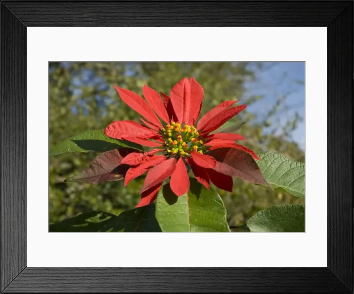 Framed Print : Poinsettia flower showing flower head supported by large scarlet bracts. Native of Mexico. Widely planted as ornamental in gardens and towns. Bracts resemble petals. Deciduous. Grahamstown, Eastern Cape, South Africa Framed Print : Poinsettia flower showing flower head supported by large scarlet bracts. Native of Mexico. Widely planted as ornamental in gardens and towns. Bracts resemble petals. Deciduous. Grahamstown, Eastern Cape, South Africa