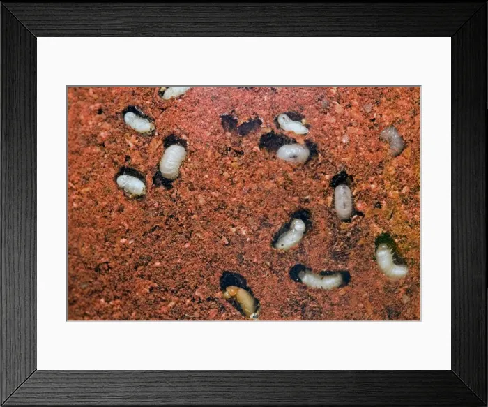 Framed Print : Tobacco / Cigarette Beetle larvae and pupae in infested red chilli powder. Pest of stored tobacco; also attacks wide range of stored food and plant material. Grahamstown, Eastern Cape, South Africa Framed Print : Tobacco / Cigarette Beetle larvae and pupae in infested red chilli powder. Pest of stored tobacco; also attacks wide range of stored food and plant material. Grahamstown, Eastern Cape, South Africa