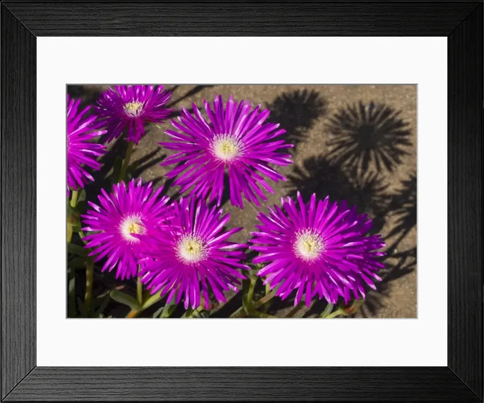 Framed Print : Shrubby Mesemb flowers - commonly cultivated, especially as rockery plants; drought resistant. Flower in spring or early summer after good rains. Found in broad band along southern and western coasts of South Africa, extending into southern Namibia Framed Print : Shrubby Mesemb flowers - commonly cultivated, especially as rockery plants; drought resistant. Flower in spring or early summer after good rains. Found in broad band along southern and western coasts of South Africa, extending into southern Namibia