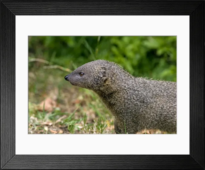 Framed Print : Small Grey Mongoose - Widespread in Cape Provinces south of the Orange River, inhabiting wide range of habitats. Grahamstown, Eastern Cape, South Africa Framed Print : Small Grey Mongoose - Widespread in Cape Provinces south of the Orange River, inhabiting wide range of habitats. Grahamstown, Eastern Cape, South Africa