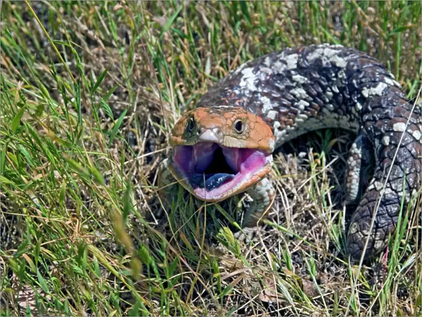 Western Blue Tongue  /  Shingleback - opening mouth and exposing blue tongue in threat display. Western and southern Australia. Bell's Rapids, Perth, Western Australia