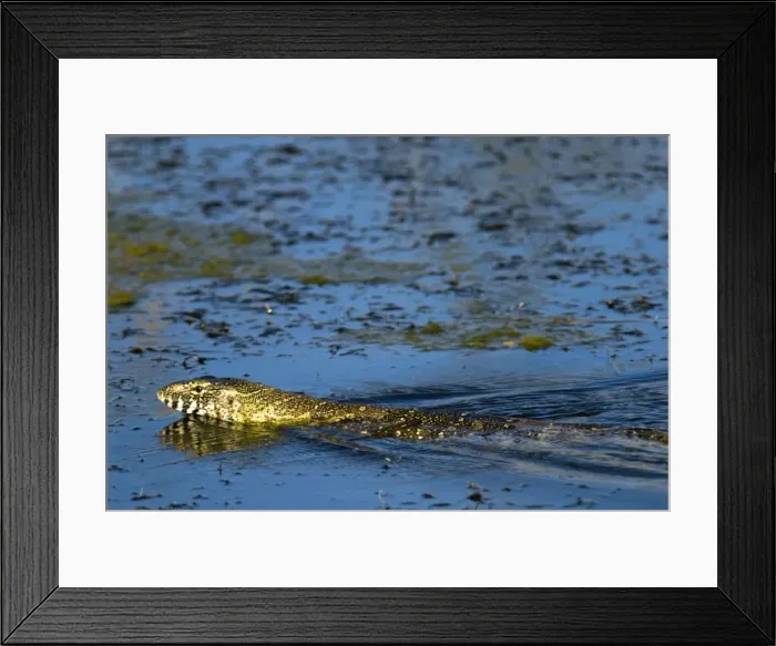Framed Print : Nile Monitor / Water Monitor / Leguaan swimming. Andries Vosloo Kudu Reserve, nr Grahamstown, Eastern Cape, South Africa Framed Print : Nile Monitor / Water Monitor / Leguaan swimming. Andries Vosloo Kudu Reserve, nr Grahamstown, Eastern Cape, South Africa