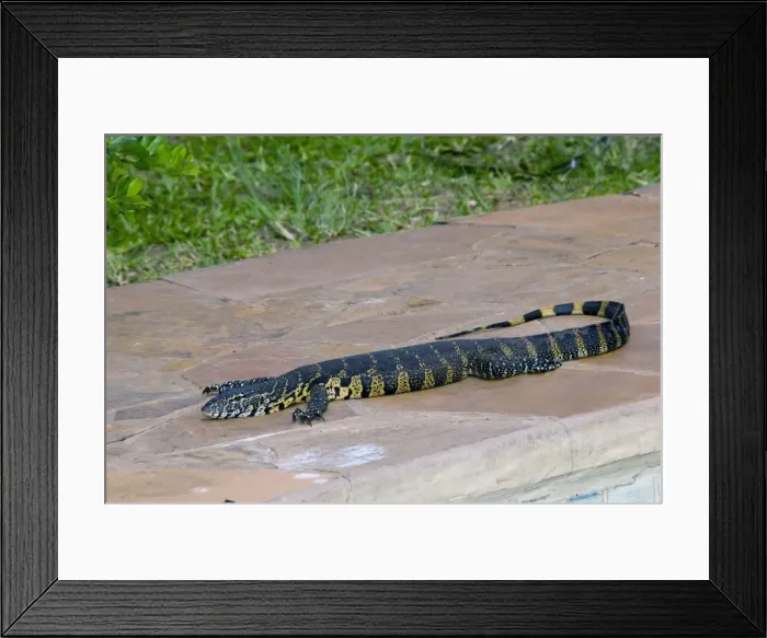 Framed Print : Nile / Water Monitor / Leguaan basking beside swimming pool - occurs throughout Africa. Qolora Mouth, nr East London, Eastern Cape, South Africa Framed Print : Nile / Water Monitor / Leguaan basking beside swimming pool - occurs throughout Africa. Qolora Mouth, nr East London, Eastern Cape, South Africa