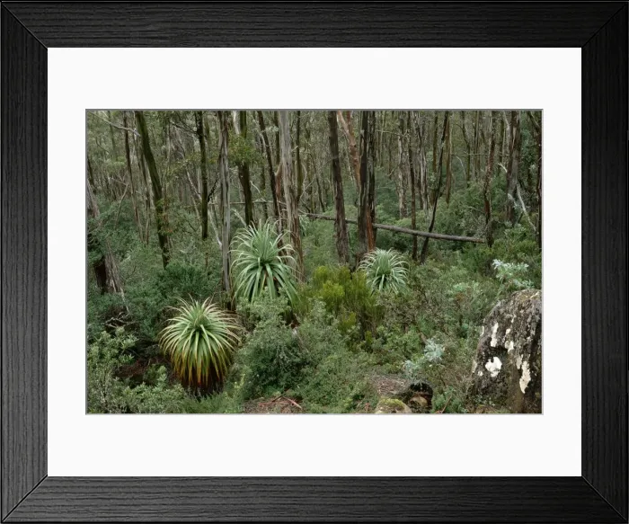 Framed Print : Pandani Mount Field National Park, Tasmania, Australia Framed Print : Pandani Mount Field National Park, Tasmania, Australia