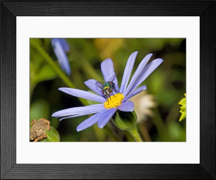 Framed Print : Banded Blowfly - male feeding on nectar from daisy flower. Maggots develop in corpses. Widespread. Grahamstown, Eastern Cape, South Africa Framed Print : Banded Blowfly - male feeding on nectar from daisy flower. Maggots develop in corpses. Widespread. Grahamstown, Eastern Cape, South Africa