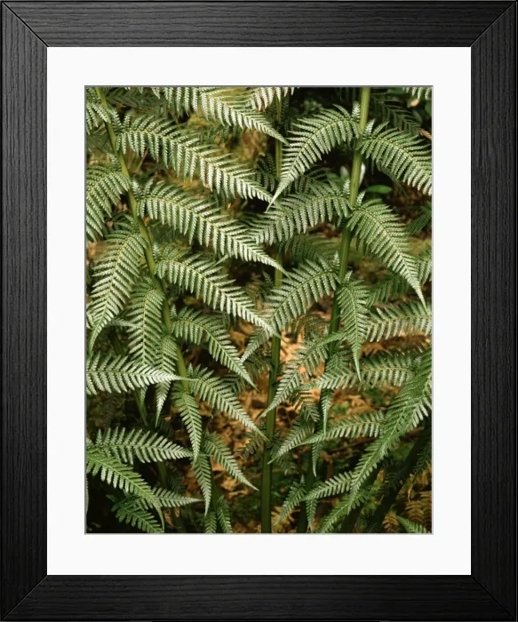 Framed Print : Manfern / soft tree fern. Huon River, SW Tasmania, Australia Framed Print : Manfern / soft tree fern. Huon River, SW Tasmania, Australia