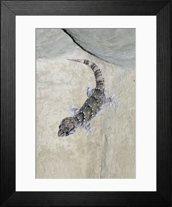 Framed Print : Bibron's Gecko hunting for insects attracted to light. Occurs in Angola, Tanzania and South Africa in karroid veld, semi-desert, arid and mesic savanna. Kgalagadi Transfrontier Park, Northern Cape, South Africa Framed Print : Bibron's Gecko hunting for insects attracted to light. Occurs in Angola, Tanzania and South Africa in karroid veld, semi-desert, arid and mesic savanna. Kgalagadi Transfrontier Park, Northern Cape, South Africa