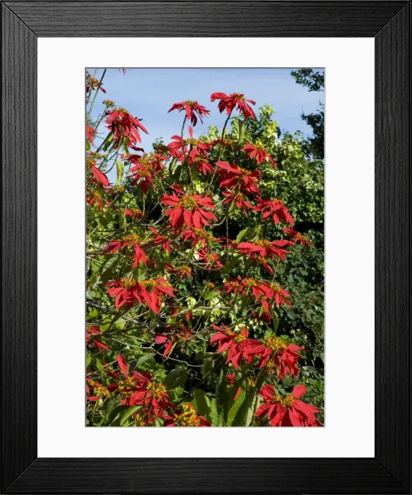 Framed Print : Poinsettia shrub in flower. Native of Mexico. Widely planted as ornamental in gardens and towns. Large scarlet bracts resemble petals. Deciduous. Grahamstown, Eastern Cape, South Africa Framed Print : Poinsettia shrub in flower. Native of Mexico. Widely planted as ornamental in gardens and towns. Large scarlet bracts resemble petals. Deciduous. Grahamstown, Eastern Cape, South Africa