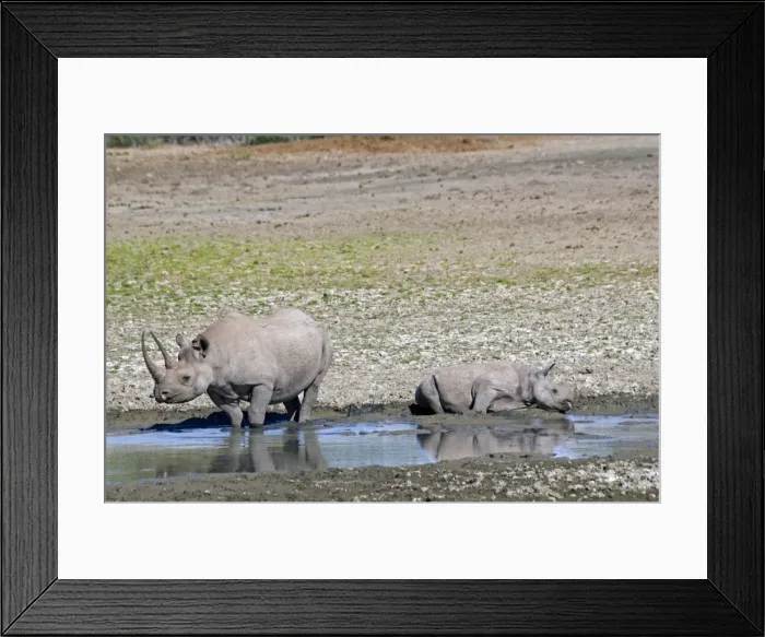 Framed Print : Black Rhinoceros - mother and calf wallowing in mud beside waterhole. Sam Knott Nature Reserve, Grahamstown, South Africa Framed Print : Black Rhinoceros - mother and calf wallowing in mud beside waterhole. Sam Knott Nature Reserve, Grahamstown, South Africa