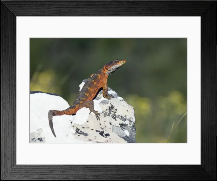 Framed Print : Cape Crag Lizard. Mountain Drive, Grahamstown, Eastern Cape, South Africa Framed Print : Cape Crag Lizard. Mountain Drive, Grahamstown, Eastern Cape, South Africa