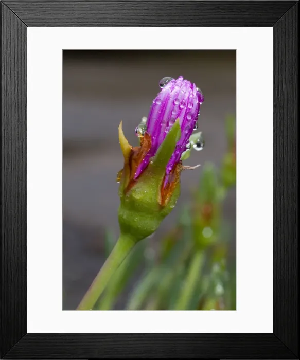 Framed Print : Shrubby Mesemb Flower -close up of closed flower. Commonly cultivated, especially as rockery plants; drought resistant. Flower in spring or early summer after good rains Framed Print : Shrubby Mesemb Flower -close up of closed flower. Commonly cultivated, especially as rockery plants; drought resistant. Flower in spring or early summer after good rains