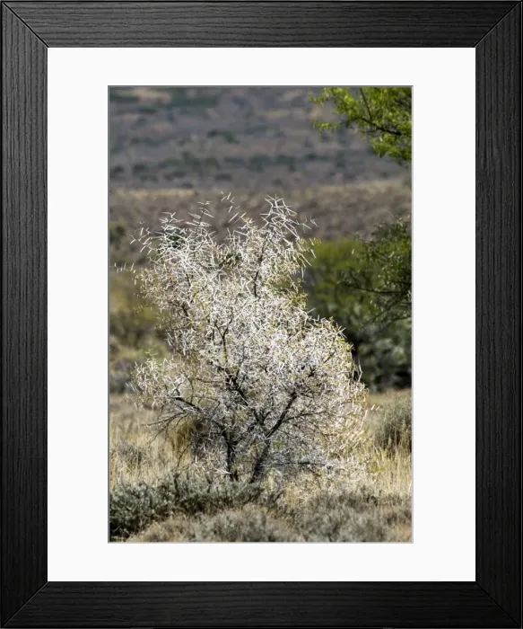 Framed Print : Sweet thorn bush showing the formidable array of thorns. Karoo National Park, Western Cape, South Africa Framed Print : Sweet thorn bush showing the formidable array of thorns. Karoo National Park, Western Cape, South Africa