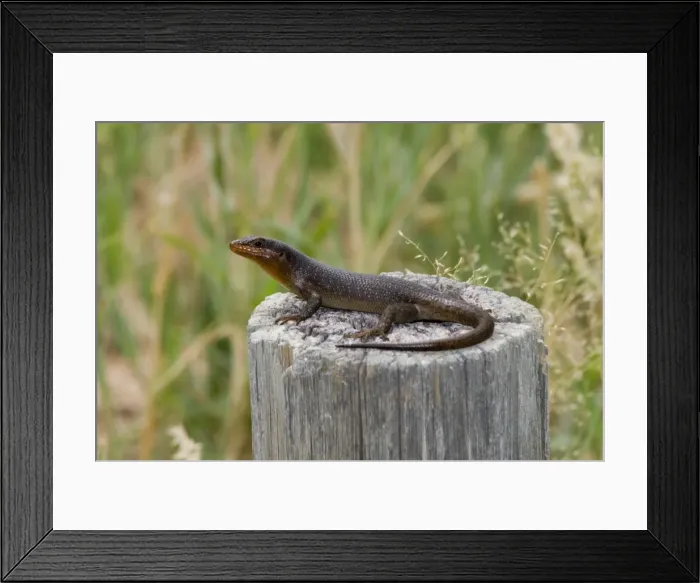Framed Print : Striped Skink basking. Occurs in East Africa, south to Transkei and nort-east Cape, west through Zambia and Botswana to Angola and Namibia. Habitat varies from mangrove swamp to arid savanna. Kgalagadi Transfrontier Park, Northern Cape, South Africa Framed Print : Striped Skink basking. Occurs in East Africa, south to Transkei and nort-east Cape, west through Zambia and Botswana to Angola and Namibia. Habitat varies from mangrove swamp to arid savanna. Kgalagadi Transfrontier Park, Northern Cape, South Africa