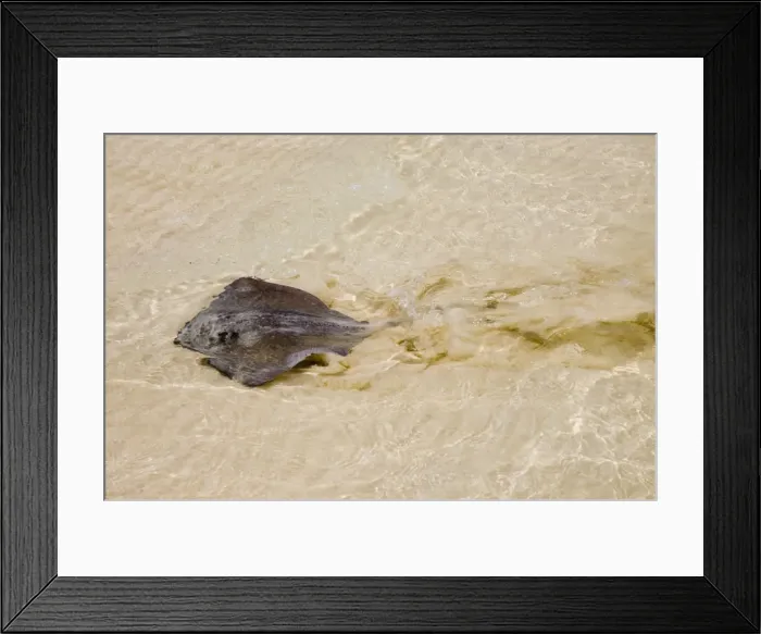 Framed Print : Southern Stingray swimming in shallows, showing undulation of the wings'. Feeds on molluscs and crustaceans. Long, whip-like tail has poisonous spine near base and causes serious wounds if stepped Framed Print : Southern Stingray swimming in shallows, showing undulation of the wings'. Feeds on molluscs and crustaceans. Long, whip-like tail has poisonous spine near base and causes serious wounds if stepped