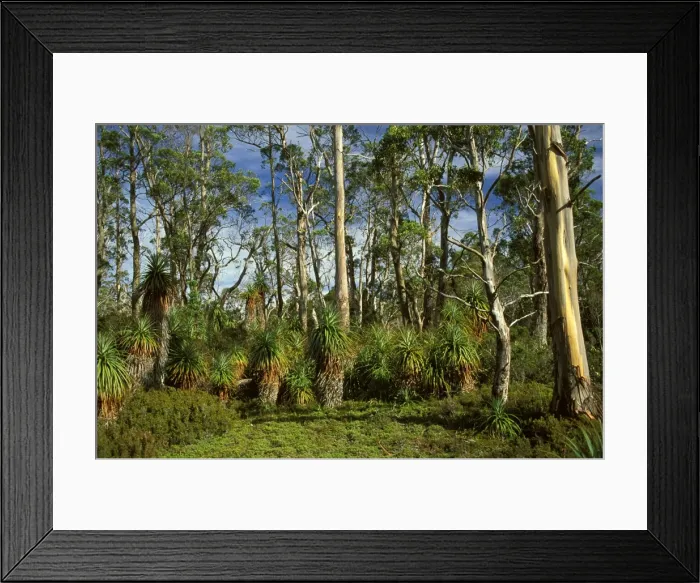 Framed Print : Pandani - near Pelion Gap, Cradle Mountain-Lake St Clair National Park, Tasmania, Australia Framed Print : Pandani - near Pelion Gap, Cradle Mountain-Lake St Clair National Park, Tasmania, Australia