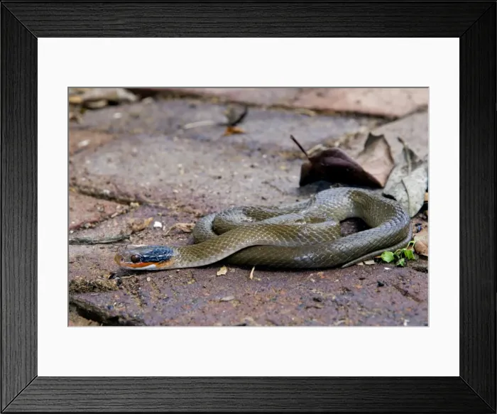 Framed Print : Herald Snake / Red-lipped Snake - mildly venomous, nocturnal species feeding mostly on amphibians. Widespread and common, often found in gardens, sheltering in rockeries, under building rubble and in compost heaps Framed Print : Herald Snake / Red-lipped Snake - mildly venomous, nocturnal species feeding mostly on amphibians. Widespread and common, often found in gardens, sheltering in rockeries, under building rubble and in compost heaps