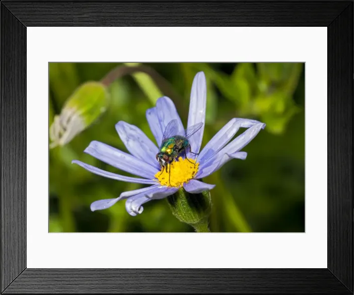 Framed Print : Banded Blowfly - male feeding on nectar from daisy flower. Maggots develop in corpses. Widespread. Grahamstown, Eastern Cape, South Africa Framed Print : Banded Blowfly - male feeding on nectar from daisy flower. Maggots develop in corpses. Widespread. Grahamstown, Eastern Cape, South Africa