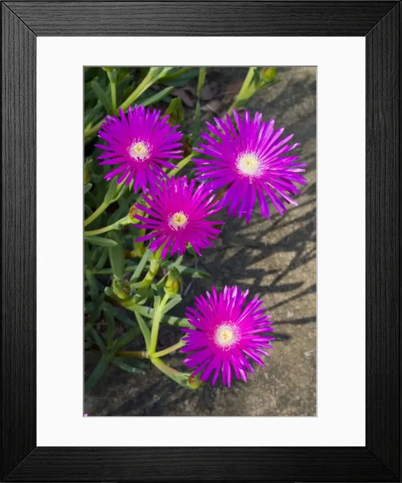 Framed Print : Shrubby Mesemb flowers - commonly cultivated, especially as rockery plants; drought resistant. Flower in spring or early summer after good rains. Found in broad band along southern and western coasts of South Africa Framed Print : Shrubby Mesemb flowers - commonly cultivated, especially as rockery plants; drought resistant. Flower in spring or early summer after good rains. Found in broad band along southern and western coasts of South Africa