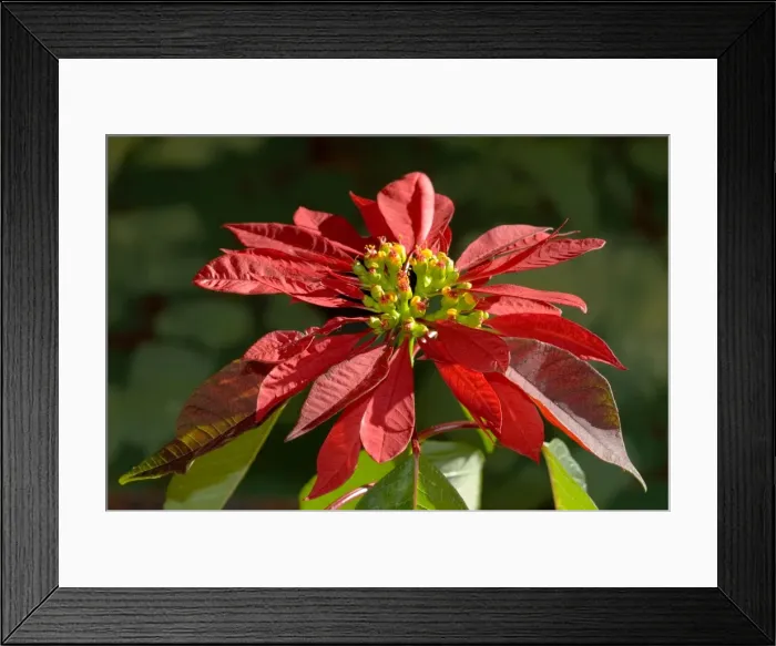 Framed Print : Poinsettia flower showing flower head supported by large scarlet bracts. Native of Mexico. Widely planted as ornamental in gardens and towns. Bracts resemble petals. Deciduous. Grahamstown, Eastern Cape, South Africa Framed Print : Poinsettia flower showing flower head supported by large scarlet bracts. Native of Mexico. Widely planted as ornamental in gardens and towns. Bracts resemble petals. Deciduous. Grahamstown, Eastern Cape, South Africa