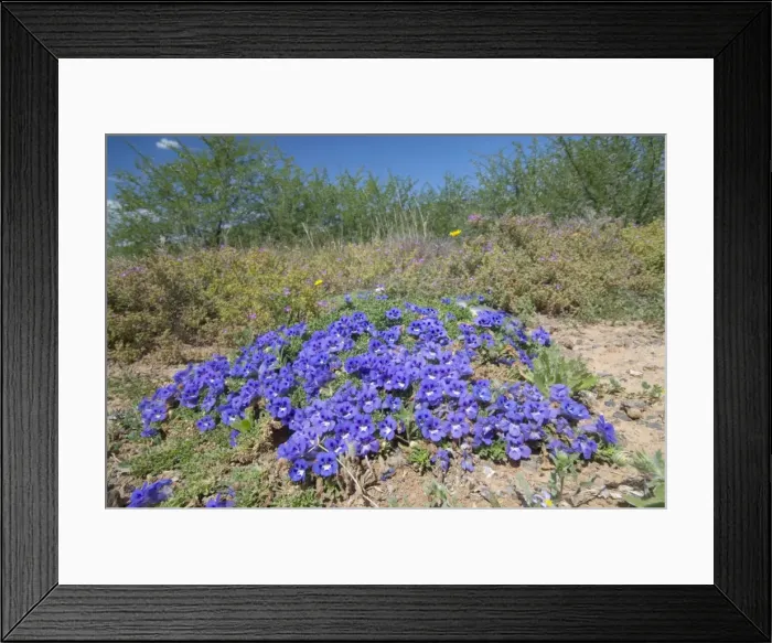 Framed Print : Karoo Violet - forms carpets up to 1 metre in diameter. Used medicinally. Widespread, favouring disturbed and bare ground. Nr Wolwefontein, Eastern Cape, South Africa Framed Print : Karoo Violet - forms carpets up to 1 metre in diameter. Used medicinally. Widespread, favouring disturbed and bare ground. Nr Wolwefontein, Eastern Cape, South Africa