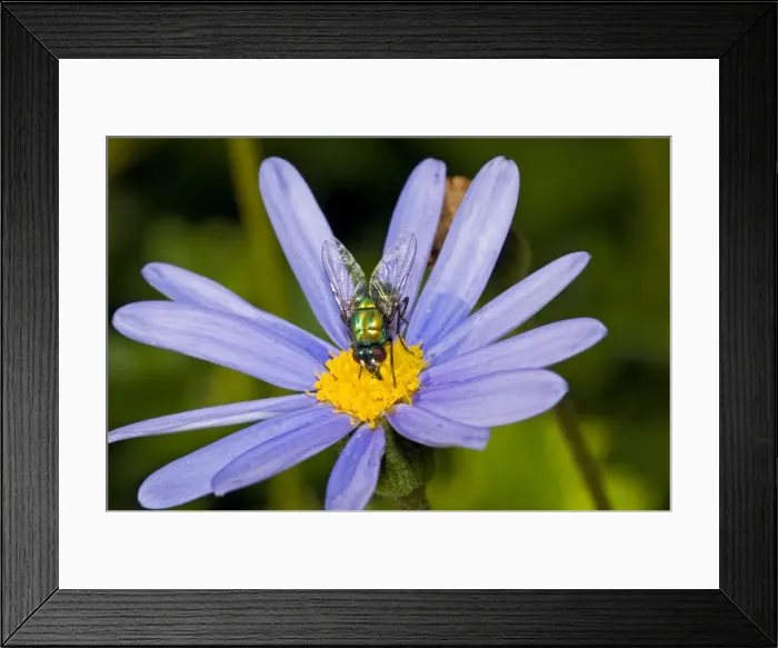 Framed Print : Banded Blowfly - male feeding on nectar from daisy flower. Maggots develop in corpses. Widespread. Grahamstown, Eastern Cape, South Africa