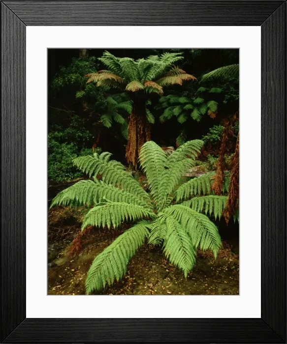 Framed Print : Manfern / soft tree fern Meander Valley, Tasmania, Australia Framed Print : Manfern / soft tree fern Meander Valley, Tasmania, Australia