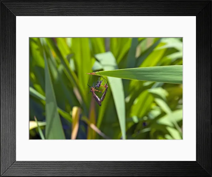 Framed Print : Hangingflies - mating while male presents female with a fly as a distraction. Bells Rapids, Perth, Western Australia
