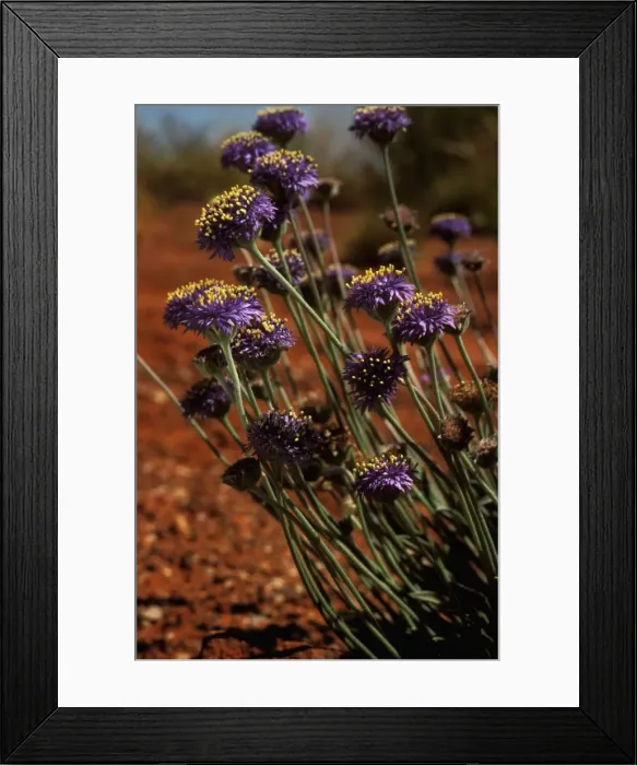 Framed Print : Brunonia Uluru-Kata Tjuta National Park (World Heritage Area), Northern Territory, Australia RMS00310 Framed Print : Brunonia Uluru-Kata Tjuta National Park (World Heritage Area), Northern Territory, Australia RMS00310