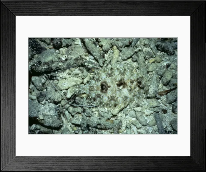 Framed Print : Leopard Flounder AU 20 / KD Bothus panherinus - Camoflauge, Great Barrier Reef Australia © Kev Deacon ARDEA LONDON Framed Print : Leopard Flounder AU 20 / KD Bothus panherinus - Camoflauge, Great Barrier Reef Australia © Kev Deacon ARDEA LONDON