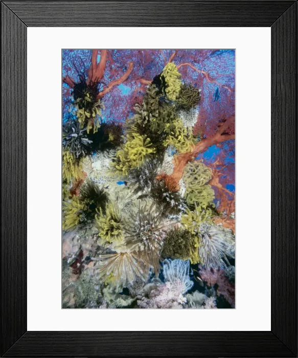 Framed Print : Coral Sea Fan AU 58 / MS Covered with Feather stars or Crinoids, Depth 40 m. Indo Pacific, includes Papa New Guinea & Great Barrier Reef Melithaea sp Framed Print : Coral Sea Fan AU 58 / MS Covered with Feather stars or Crinoids, Depth 40 m. Indo Pacific, includes Papa New Guinea & Great Barrier Reef Melithaea sp
