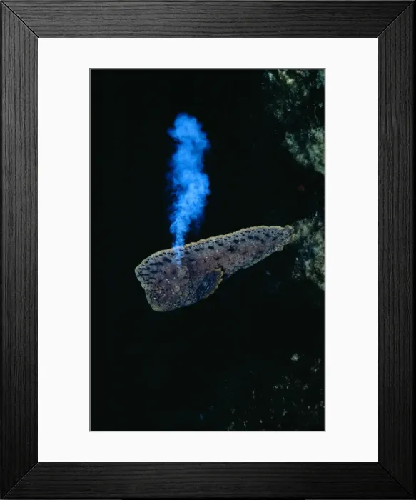 Framed Print : Warty Prowfish Showing defense system: Venomous cloud expelled from vent near gills. Southern Australia Framed Print : Warty Prowfish Showing defense system: Venomous cloud expelled from vent near gills. Southern Australia