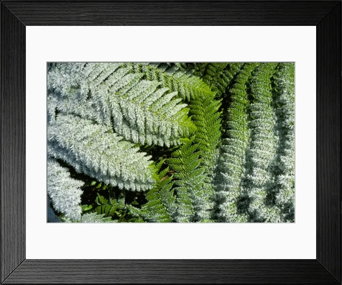 Framed Print : Tree (Man) fern - fronds encrusted with frost Ben Lomond National Park, northeastern Tasmania, Australia RMS04450 Framed Print : Tree (Man) fern - fronds encrusted with frost Ben Lomond National Park, northeastern Tasmania, Australia RMS04450