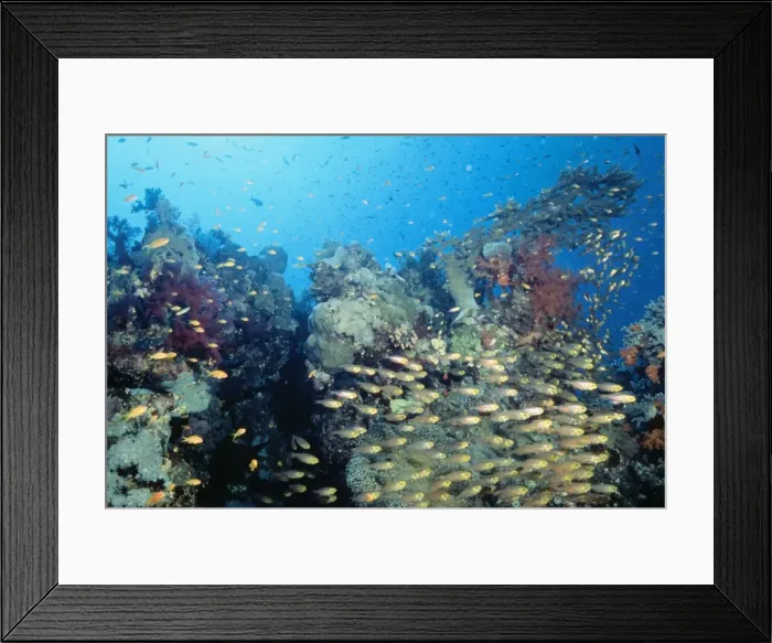 Framed Print : Coral Scene - Cardinal fish, in hard coral garden. Fm: Apogonidae Red Sea, Egypt Framed Print : Coral Scene - Cardinal fish, in hard coral garden. Fm: Apogonidae Red Sea, Egypt