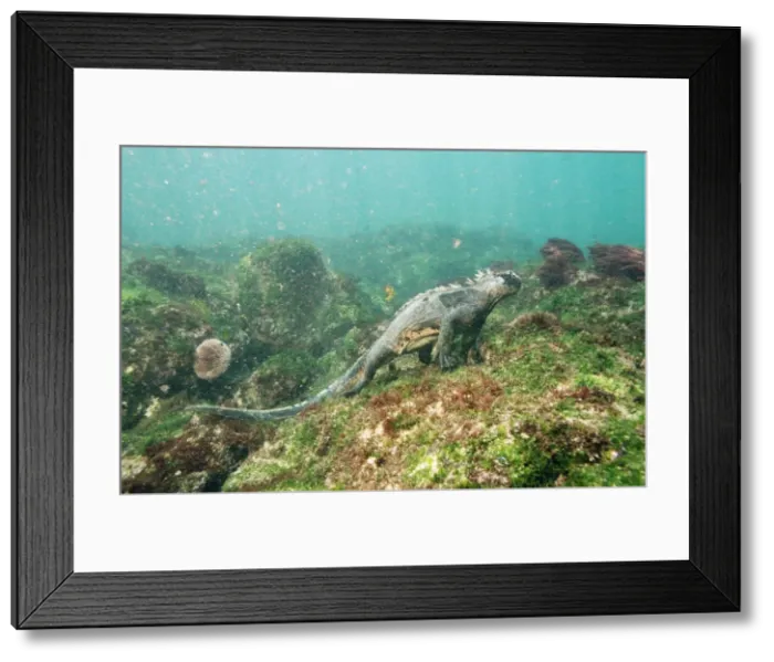 Framed Print : Marine Iguana - feeding underwater Femandina Island, Galapagos Islands Framed Print : Marine Iguana - feeding underwater Femandina Island, Galapagos Islands