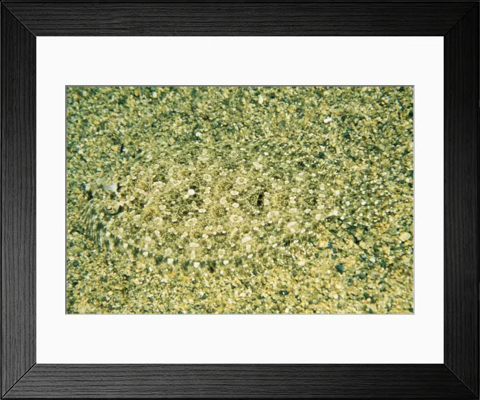 Framed Print : Small-toothed Flounder - southern Australia Framed Print : Small-toothed Flounder - southern Australia