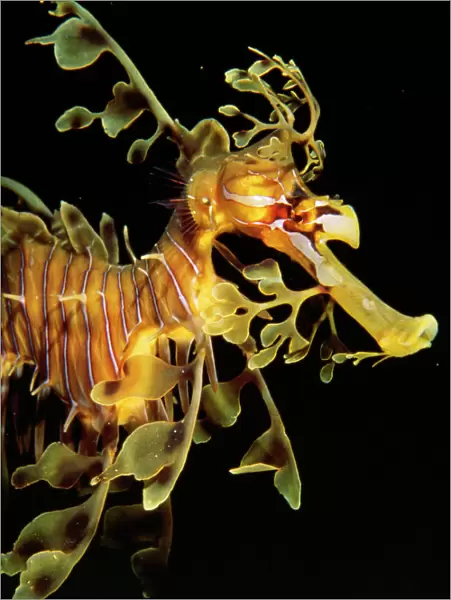 Sea Horse  /  Leafy Seadragon - endemic to South Australian waters. Fm: Syngnathidae