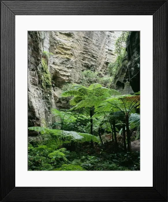 Framed Print : Australia Queensland, Carnavaron National Park, Carnavron Gorge Section, Ward's Canyon. Moist shaded enviroment supports a fern community including King Ferns (Angiopteris evecta) Framed Print : Australia Queensland, Carnavaron National Park, Carnavron Gorge Section, Ward's Canyon. Moist shaded enviroment supports a fern community including King Ferns (Angiopteris evecta)
