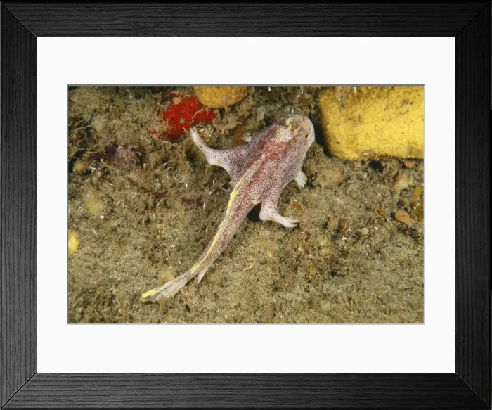 Framed Print : Ziebell's Handfish AU 132 / BS A well known yet still undiscribed species found only in Tasmania. It hunts like an Anglerfish using a lure attached to it's head. Brachionichthys sp. © Becca Framed Print : Ziebell's Handfish AU 132 / BS A well known yet still undiscribed species found only in Tasmania. It hunts like an Anglerfish using a lure attached to it's head. Brachionichthys sp. © Becca