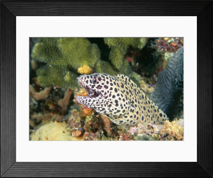Framed Print : Black-spotted Moray Eel Fam: muraenidae Ambon, Indonesia Framed Print : Black-spotted Moray Eel Fam: muraenidae Ambon, Indonesia