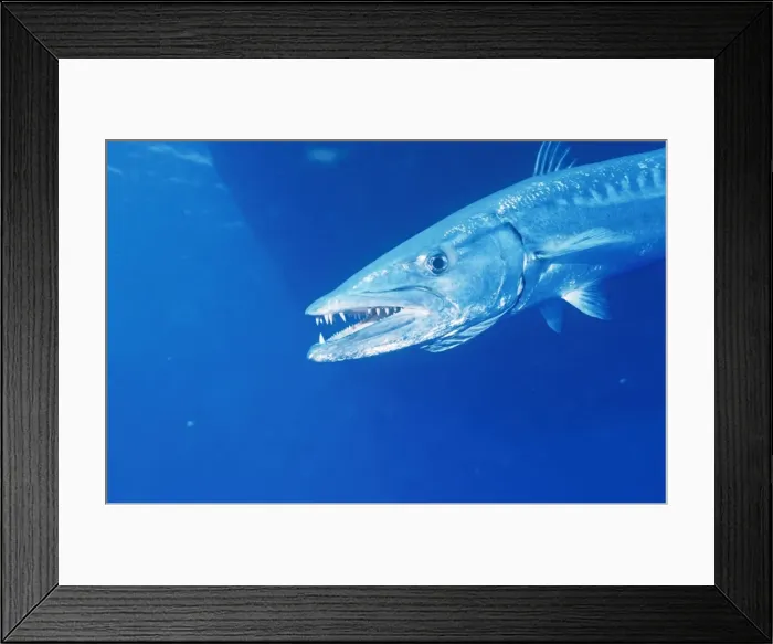 Framed Print : Great Barracuda Osprey Reef, Coral Sea, Australia Framed Print : Great Barracuda Osprey Reef, Coral Sea, Australia
