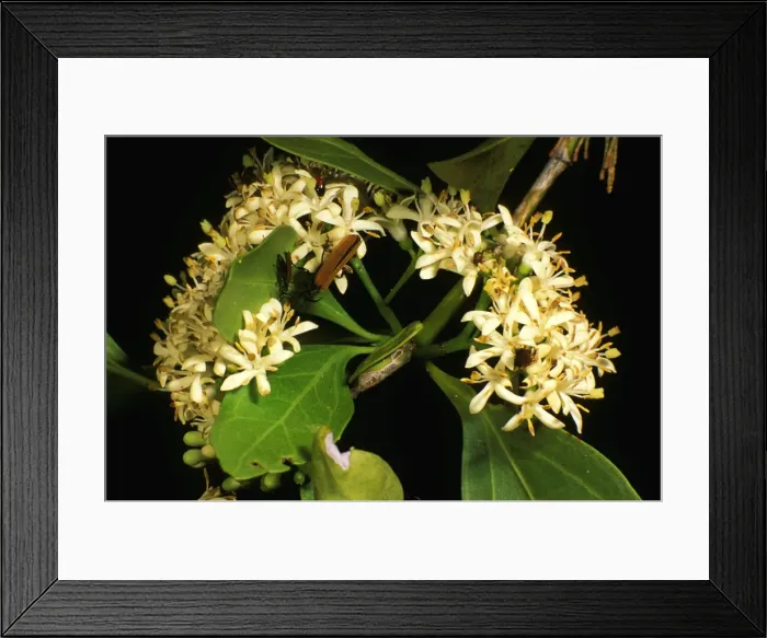 Framed Print : Sweet Susie flowers - prolific blooms southwest Queensland, Australia LAW02154 Framed Print : Sweet Susie flowers - prolific blooms southwest Queensland, Australia LAW02154