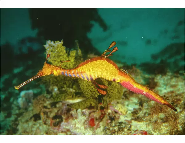 Seahorse - Weedy Sea Dragon Adult male. With egg cases ontail