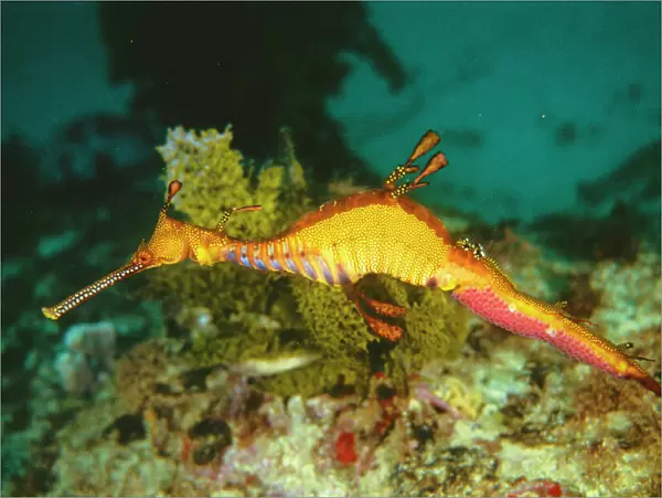 Seahorse - Weedy Sea Dragon Adult male. With egg cases ontail