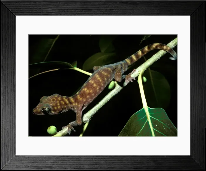 Framed Print : Northern giant cave gecko. Total length 105 mm Framed Print : Northern giant cave gecko. Total length 105 mm