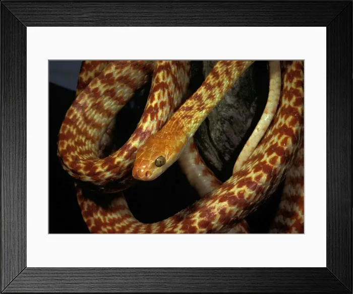 Framed Print : Brown tree snake - northern or Night Tiger form. Can reach 2 metres. Mildly dangerous Framed Print : Brown tree snake - northern or Night Tiger form. Can reach 2 metres. Mildly dangerous