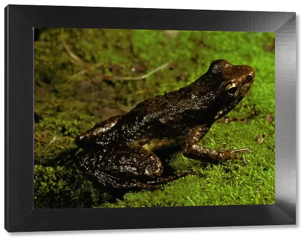 Mount Glorious torrent  /  Southern day frog