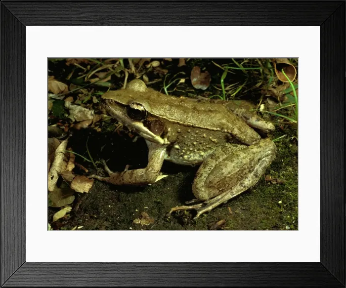 Framed Print : Australian bullfrog Framed Print : Australian bullfrog