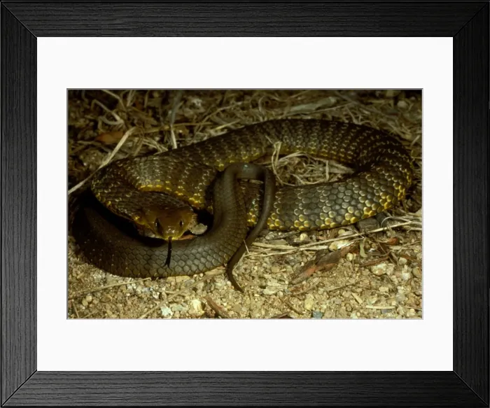 Framed Print : Mainland tiger snake - flickering its tongue Framed Print : Mainland tiger snake - flickering its tongue
