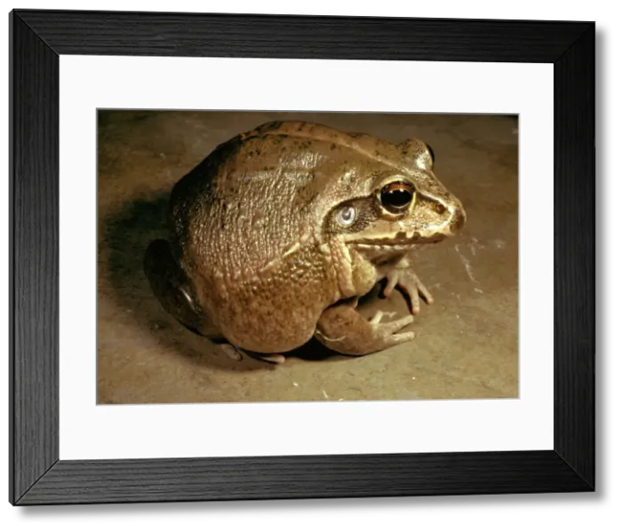 Framed Print : Giant / Round frog - a cannibal species Framed Print : Giant / Round frog - a cannibal species